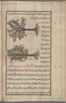 Pomegranate tree (Punica granatum), al-rummân [center]; Wild pomegranate bâlâwustiyûs, i.e., julnâr fârisî