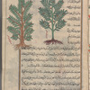 Garden myrtle (Myrtus communis), al-âs al-bustânî. Two varieties are shown