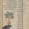 Excrescence on the bark  of myrtle, mûtîrânum, i.e. al-yâsimîn [top]; Carob tree (Ceratonia siliqua), qihrâtiyâ, i.e., al-kharnûb al-shâmî. The tree bears long pods [bottom]