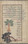 Excrescence on the bark  of myrtle, mûtîrânum, i.e. al-yâsimîn [top]; Carob tree (Ceratonia siliqua), qihrâtiyâ, i.e., al-kharnûb al-shâmî. The tree bears long pods [bottom]