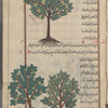 Apple tree (Malus pumila Miller, Pyrus malus), tuffâh [top]; Wild apple tree (Malus silvestris), al-tuffâh al-barrî. Two illustrations with identical captions [bottom]