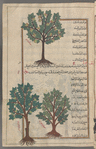 Apple tree (Malus pumila Miller, Pyrus malus), tuffâh [top]; Wild apple tree (Malus silvestris), al-tuffâh al-barrî. Two illustrations with identical captions [bottom]