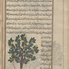 Quince tree (Cydonia oblonga), al-safarjal