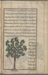 Quince tree (Cydonia oblonga), al-safarjal