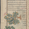 Peach tree (Prunus persica), tuffâh al-akrâd, i.e., al-khawkh [top]; Apricot tree (Prunus armeniaca), al-mishmish [bottom]