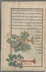 Peach tree (Prunus persica), tuffâh al-akrâd, i.e., al-khawkh [top]; Apricot tree (Prunus armeniaca), al-mishmish [bottom]