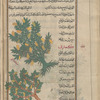 Citron (Citrus medica), al-utrujj [top]; Domesticated pear tree (Pyrus communis), al-kummathrâ al-bustânî [bottom]