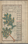 Citron (Citrus medica), al-utrujj [top]; Domesticated pear tree (Pyrus communis), al-kummathrâ al-bustânî [bottom]