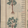 Wild pear tree, choke pear (Pyrus communis var. achras), kummathrâ barrî [top]; Nettle tree or lote tree (Celtis anstralis), lûtûs, i.e., the tree called al-mays [bottom]