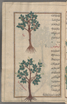 Wild pear tree, choke pear (Pyrus communis var. achras), kummathrâ barrî [top]; Nettle tree or lote tree (Celtis anstralis), lûtûs, i.e., the tree called al-mays [bottom]