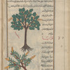 Medlar (Mespilus germanica), za'rûr [top]; Dogwood (Cornus mas), qarâniyâ [!] [bottom]