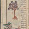 Service tree (Sorbus domestica), ghubbayrâ' [n.p.]; Plum tree (Prunus domestica), ajâs [!] [bottom]