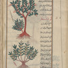 Strawberry tree (Arbutus unedo), qûmârûs [n.p.], i.e., qâtil abîh [top];  Bitter almond tree (Prunus amygdalus var. amara), lawr [!] murr [bottom]