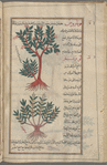 Strawberry tree (Arbutus unedo), qûmârûs [n.p.], i.e., qâtil abîh [top];  Bitter almond tree (Prunus amygdalus var. amara), lawr [!] murr [bottom]