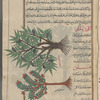 Sweet almond tree (Prunus amygdalus var. dulcis), al-lawz al-hulw [top]; Pistachio tree (Pistacia lentiscus), fustuq [bottom]
