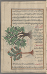 Sweet almond tree (Prunus amygdalus var. dulcis), al-lawz al-hulw [top]; Pistachio tree (Pistacia lentiscus), fustuq [bottom]