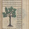 Walnut tree (Juglans regia) jawz