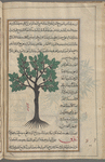 Walnut tree (Juglans regia) jawz