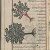 Hazelnut tree (Corylus avellana), bunduq [n.p.] [top]; Mulberry tree (Morus nigra), al-tûth [bottom]