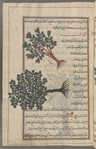 Hazelnut tree (Corylus avellana), bunduq [n.p.] [top]; Mulberry tree (Morus nigra), al-tûth [bottom]