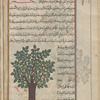 Wild fig tree (Ficus glomerata; ficus natalensis), jummayz