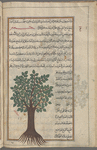 Wild fig tree (Ficus glomerata; ficus natalensis), jummayz