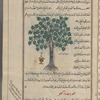 Fig tree (Ficus carica), al-tîn. Shown with an urn containing a bottle beneath it