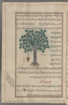 Fig tree (Ficus carica), al-tîn. Shown with an urn containing a bottle beneath it