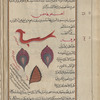 Seahorse (Syngnathus hippocampus), îffûqâmfus [top]; Purple murex (Murex breandaris, etc.), farfîr [n.p.], i.e., al-halazûn al-arjuwânî. Two are shown [middle]; Whelk shell  (Genera: Phos. Engina, Babylonia, Pisania), qîrfihûs [!n.p.] [bottom]