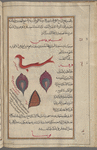 Seahorse (Syngnathus hippocampus), îffûqâmfus [top]; Purple murex (Murex breandaris, etc.), farfîr [n.p.], i.e., al-halazûn al-arjuwânî. Two are shown [middle]; Whelk shell  (Genera: Phos. Engina, Babylonia, Pisania), qîrfihûs [!n.p.] [bottom]