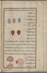 Al-khartûm. No heading. Three shieldlike specimens are shown, two in blue, one in ochre with red contour [top]; Unguis (Operculum of Strombus lentiginosus), al-azfâr. Two specimens are shown [top]; Snail (Helix pomatia, etc.), qûkliyâs [n.p.] [bottom]