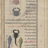 Crabs (Thelphusa species), saratânât. The one above is native  to rivers, the one below to the sea [top]; Scorpion (Skorpios chersaios), aqrab [middle]; Saltwater fish, al-samakah al-bahrîyah [!]. Two varieties are shown  [bottom]