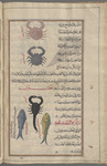 Crabs (Thelphusa species), saratânât. The one above is native  to rivers, the one below to the sea [top]; Scorpion (Skorpios chersaios), aqrab [middle]; Saltwater fish, al-samakah al-bahrîyah [!]. Two varieties are shown  [bottom]