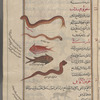 Sea dragon (Trachinus draco), tinnîm bahrî [top]; Nereis or other polychaet worms, sqûlufihndin [n.p.] [upper middle]; Sea torpedo (Torpedo torpedo), nârqî [middle]; Flesh of the  viper (Coluber aegyptius; Coluber ammodyle ...), luhûm al-afâ'î [bottom]