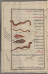 Sea dragon (Trachinus draco), tinnîm bahrî [top]; Nereis or other polychaet worms, sqûlufihndin [n.p.] [upper middle]; Sea torpedo (Torpedo torpedo), nârqî [middle]; Flesh of the  viper (Coluber aegyptius; Coluber ammodyle ...), luhûm al-afâ'î [bottom]