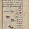 The molted skin of a snake, salkh al-hayyah [top]; The sea hare (Genus Syphonota), arnab bahrî. The sea hare is said to resemble a cuttlefish but is  represented as a rabbitlike creature...[middle]; Hare (Lepus timidus; L. capensis), arnab barrî [bottom]