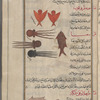 Sting ray (Dasyatis  pastinaca), trûghûn [n.p.] The two specimens shown look like angels [top]; Cuttlefish (Sepia officinalis), sifiyâ [n.p.]. Three varieties are shown [middle left];  Mullet (Mullus barbatus), trîghlâ [n.p.] [middle right and bottom]