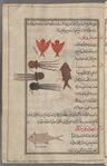 Sting ray (Dasyatis  pastinaca), trûghûn [n.p.] The two specimens shown look like angels [top]; Cuttlefish (Sepia officinalis), sifiyâ [n.p.]. Three varieties are shown [middle left];  Mullet (Mullus barbatus), trîghlâ [n.p.] [middle right and bottom]