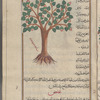 Royal" oak (quercus species), tirâsh, i.e., shâhballût
