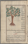 Royal" oak (quercus species), tirâsh, i.e., shâhballût