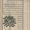 Frankincense (gum of Boswellia carteri), al-lubân. It is shown exuding gum that falls on a mat