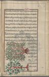 Mastic tree (Pistacia lentiscus), skînûs, i.e., shajarat al-mustakâ [top]; Pine cones on a pine tree, wrongly identified as a variety of mastic by later hand [bottom]