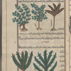 Mountain cypress (Juniperus sabina), ibhil. Three varieties are shown [top]; Cedar (Juniperus communis), qihdrûs. Two illustrations [bottom]