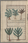 Mountain cypress (Juniperus sabina), ibhil. Three varieties are shown [top]; Cedar (Juniperus communis), qihdrûs. Two illustrations [bottom]