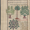 Sweet bay (Laurus nobilis), al-ghâr. Small leaf on the right, broad leaf on the left, but the  middle tree looks like cedar [top]; Plane tree (Platanus orientalis), shajar al-dulb
