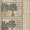 Manna ash (Fraximus ornus), al-murrân. Two varieties are shown [top]; White poplar (Populus alba), lihûqî, i.e., shajarat a l-hawr. Two overlapping trees are shown as two varieties: the right one is white poplar, but the other is an unknown tree [bottom]