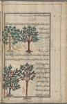 Manna ash (Fraximus ornus), al-murrân. Two varieties are shown [top]; White poplar (Populus alba), lihûqî, i.e., shajarat a l-hawr. Two overlapping trees are shown as two varieties: the right one is white poplar, but the other is an unknown tree [bottom]