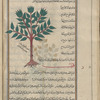 Elm tree (Ulmus campestris), al-dardâr