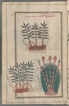 Three varieties of reeds, qasab. Probably woolly beard grass, reed grass (Phragmites), and giant reed (Arundo donax)