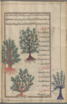 Tamarisk tree (Tamarix gallica; Myrrhis odorata), shajar al-tarfâ'. Two varieties are shown [top]; Erica (Erica herbacea/arborea), harîqî. Two varieties are shown [bottom]